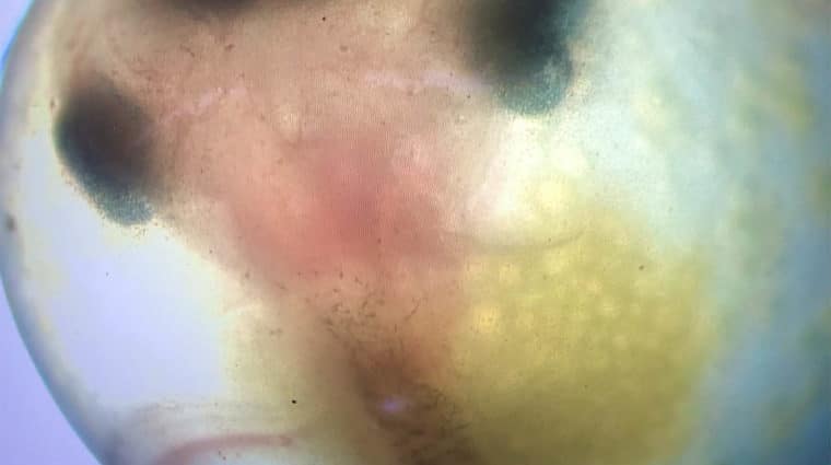 Microscopic view of fish eggs.